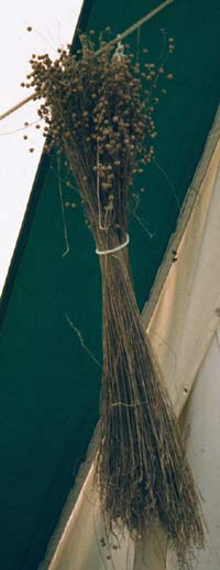 Flachsb&uuml;schel mit Samenkapseln